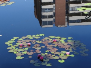 water lilies and reflection