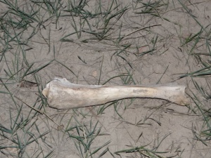bone