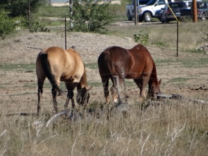 horse butts