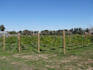 segment two vinyard